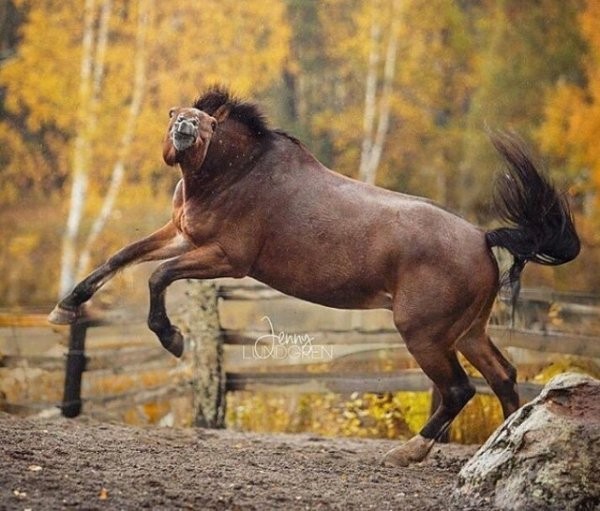 Показалось (46 фото)