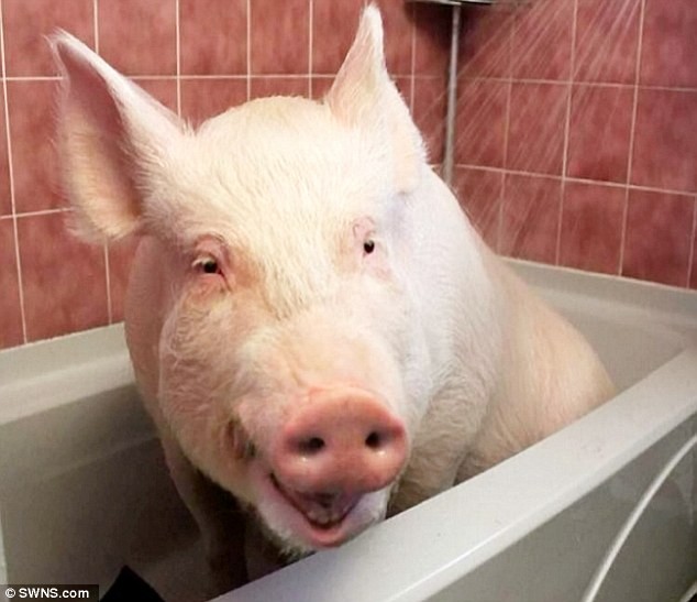 «Карликовая» свинка, из-за которой пришлось купить новый дом (17 фото)