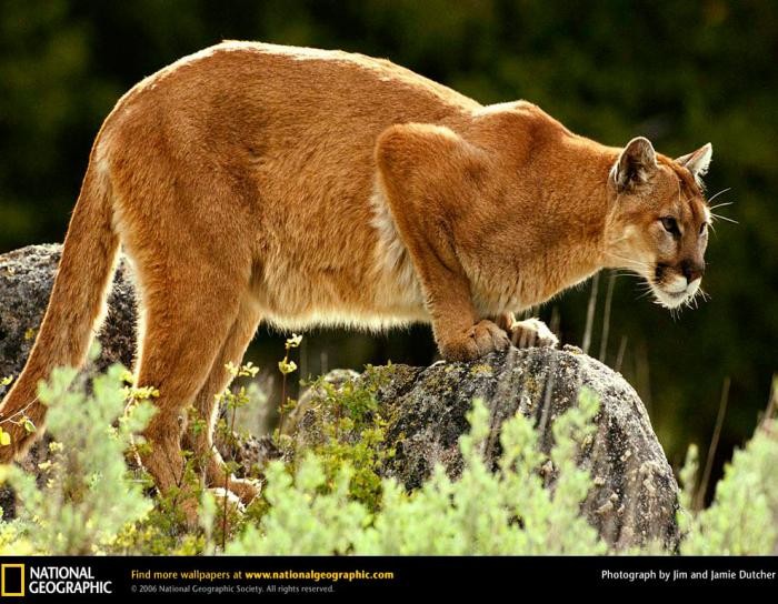 Самые большие кошки (9 фото)