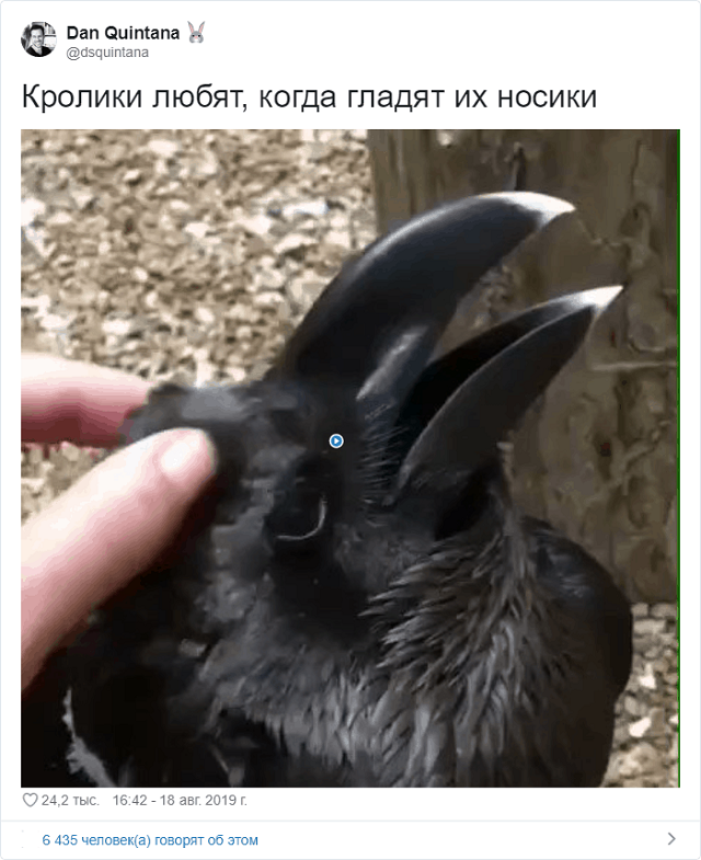 Новый спор в Сети: кролик или ворона? (9 фото)