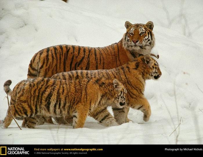 Самые большие кошки (9 фото)