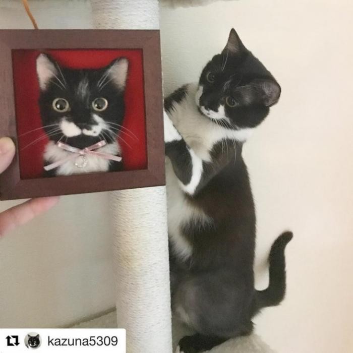 Новый японский тренд – 3D-портреты кошек (21 фото)