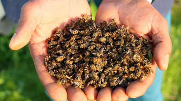 В Бразилии погибло полмиллиарда пчел в течение трех месяцев (9 фото)