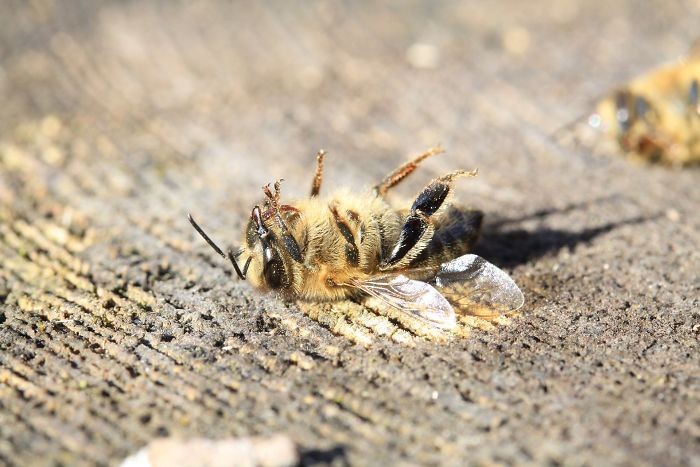 В Бразилии погибло полмиллиарда пчел в течение трех месяцев (9 фото)