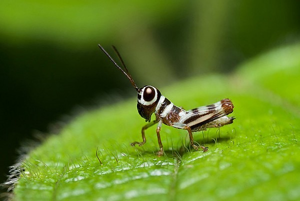 Изящные макрофотографии забавных насекомых (31 фото)