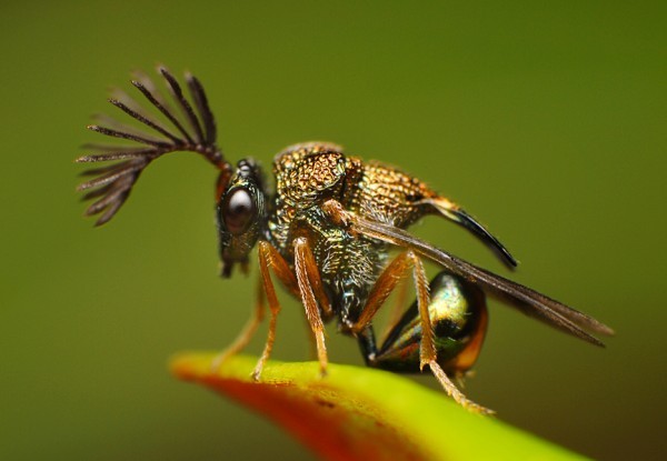 Изящные макрофотографии забавных насекомых (31 фото)