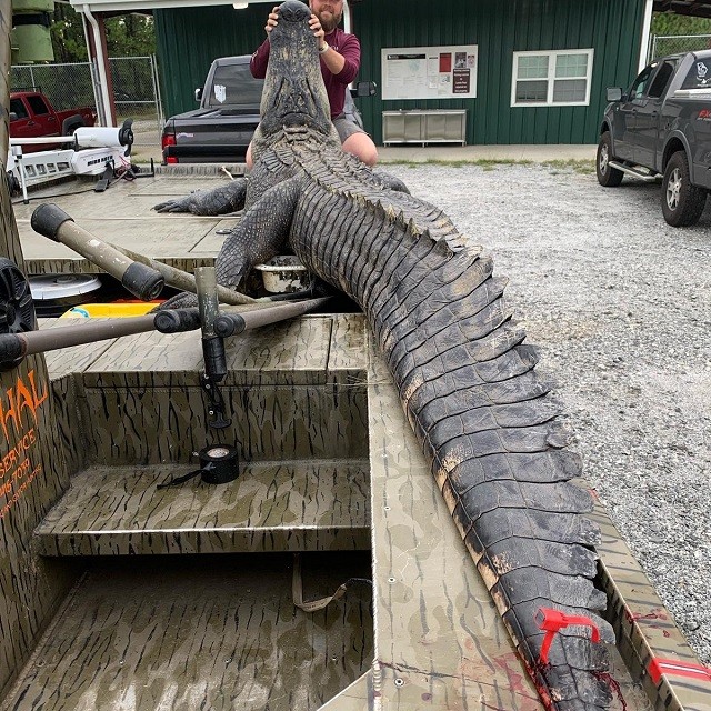 В Джорджии охотники поймали огромного аллигатора-динозавра (9 фото)