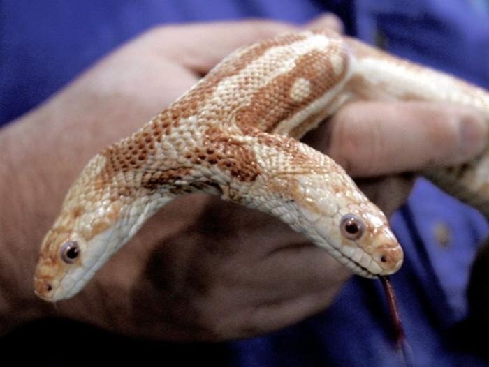 В США обнаружили змею с двумя головами (4 фото)