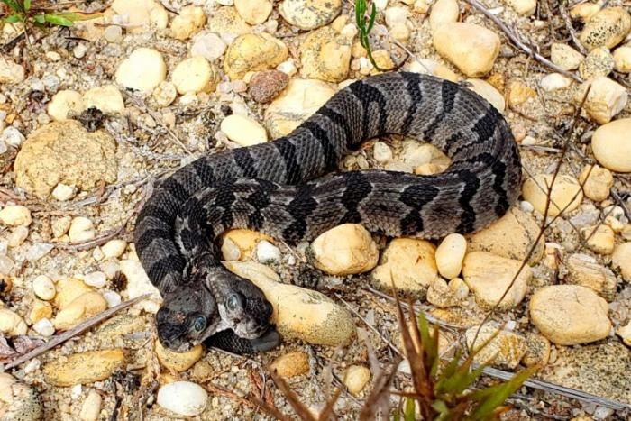 В США обнаружили змею с двумя головами (4 фото)