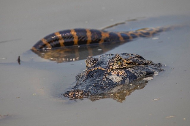 UFC в дикой природе: бой крокодила с анакондой (5 фото)