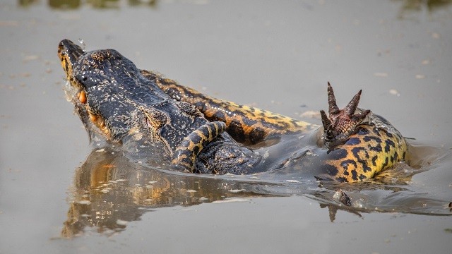 UFC в дикой природе: бой крокодила с анакондой (5 фото)