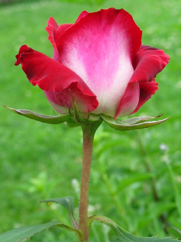 Двухцветная роза Osiria в фотографиях (10 фото)