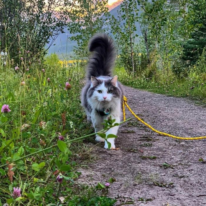 Канадский кот путешествует и ведёт свой Инстаграм (20 фото)