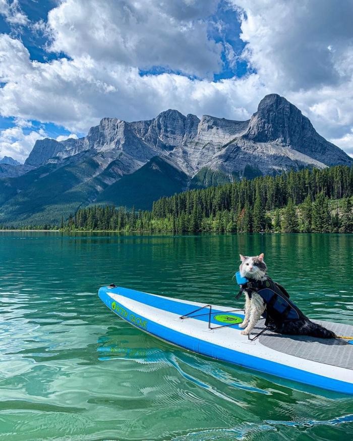 Канадский кот путешествует и ведёт свой Инстаграм (20 фото)