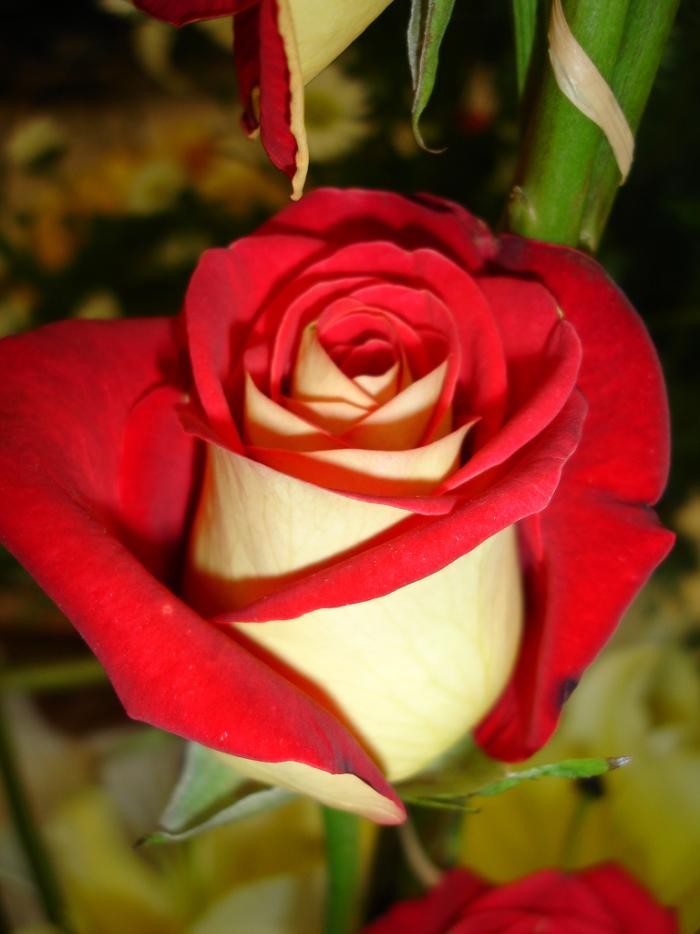 Двухцветная роза Osiria в фотографиях (10 фото)