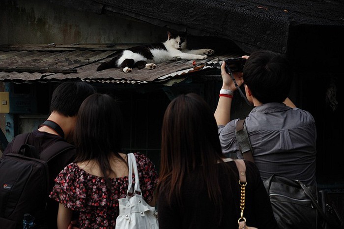 Деревня в Тайване, которую кошки спасли от запустения (9 фото)