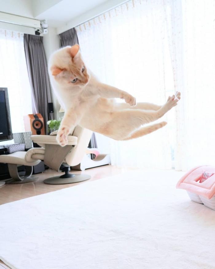 Чако и Сузука: коты, покорившие сеть своей грациозностью (18 фото)
