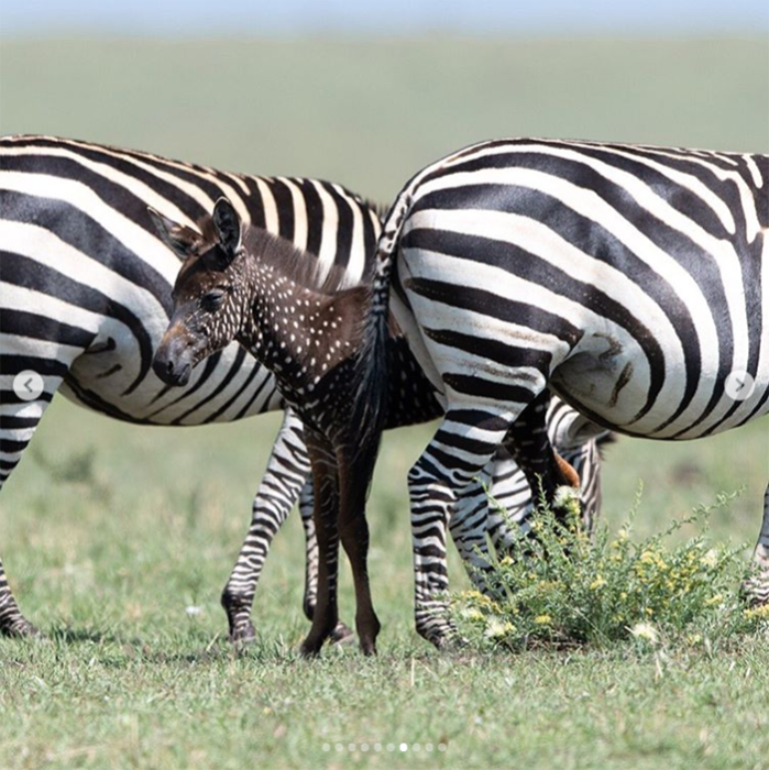 Родилась уникальная зебра с крапинками вместо полосок (6 фото)