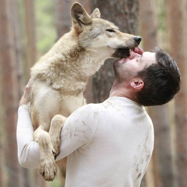 Приручивший волков, набирает популярность в «Инстаграме» (12 фото)