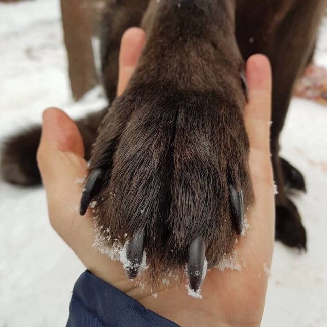 Приручивший волков, набирает популярность в «Инстаграме» (12 фото)