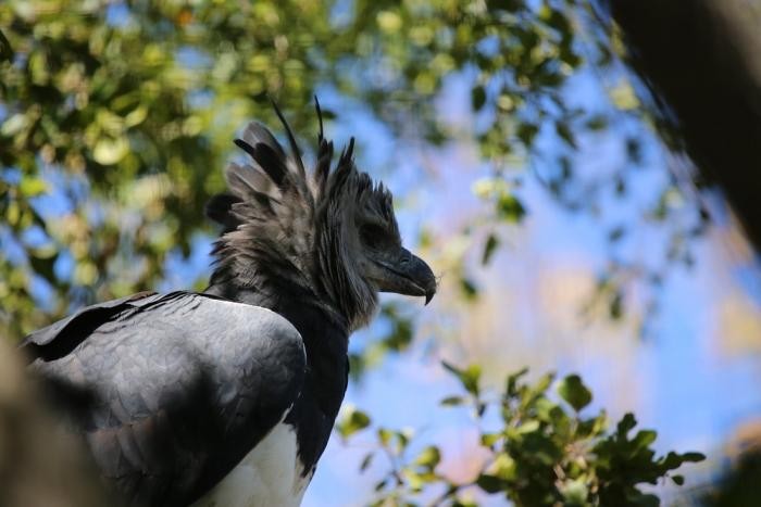 Самая удивительная птица из Южной Америки (15 фото)