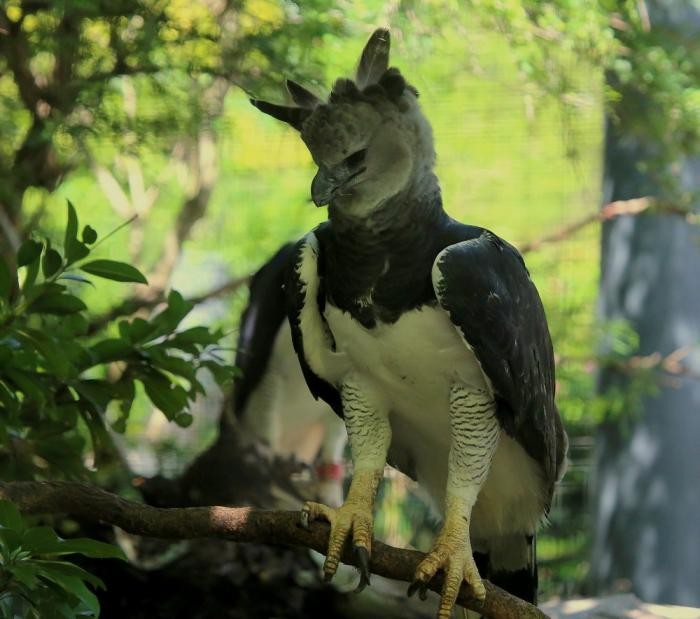 Самая удивительная птица из Южной Америки (15 фото)