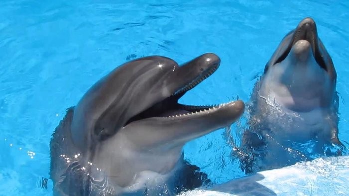 Дельфины – уникальные жители нашей планеты (7 фото)