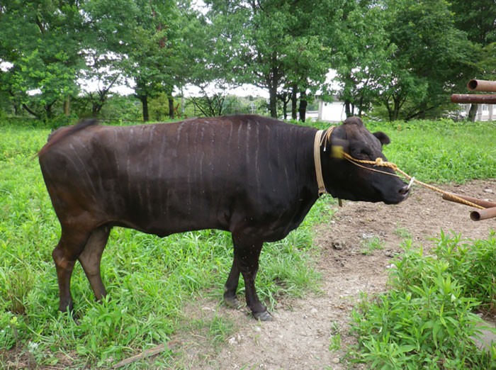 Ученые перекрасили коров в зебр и получили неожиданный эффект (4 фото)