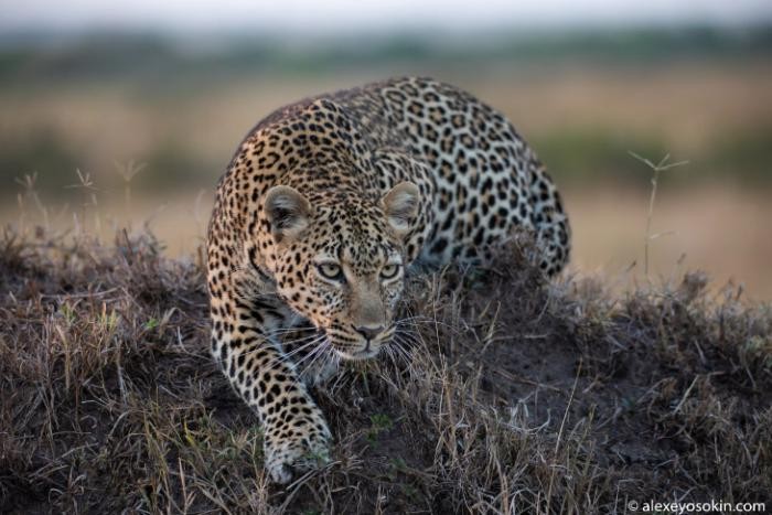Охота леопарда (10 фото)