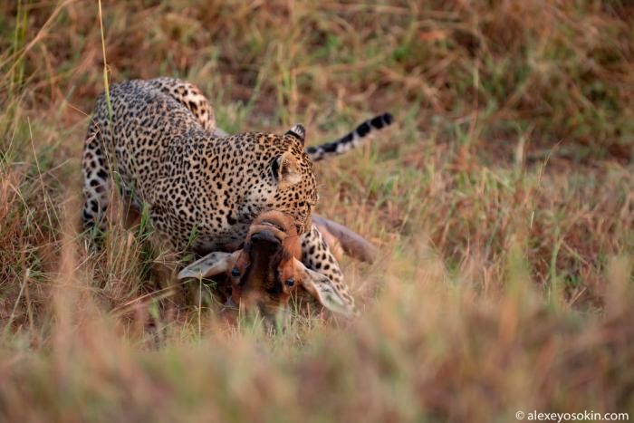 Охота леопарда (10 фото)