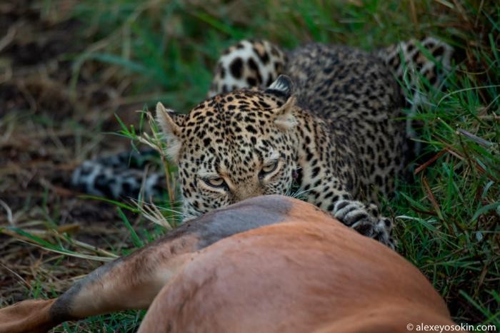 Охота леопарда (10 фото)