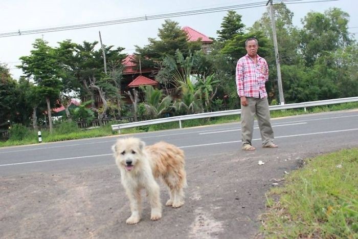 Забытая собака 4 года ждала хозяев на одном и том же месте (13 фото)