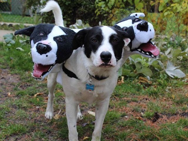 Хозяева собак придумали новый тренд для хэллоуинских костюмов (10 фото)