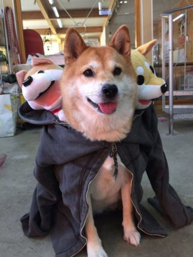 Хозяева собак придумали новый тренд для хэллоуинских костюмов (10 фото)