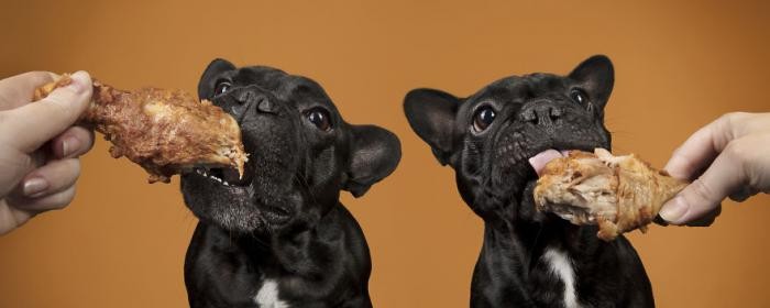 Собаки реагируют на еду (10 фото)