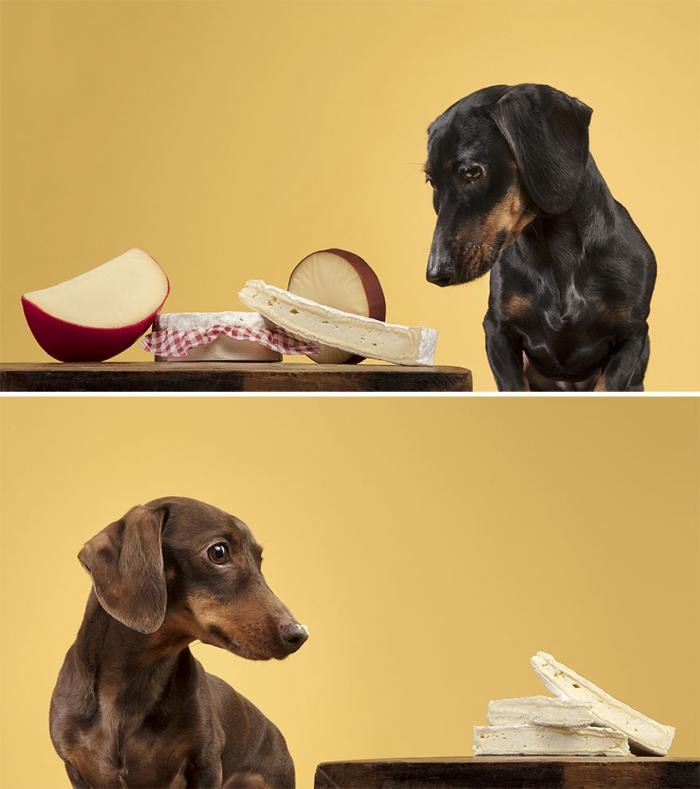 Собаки реагируют на еду (10 фото)