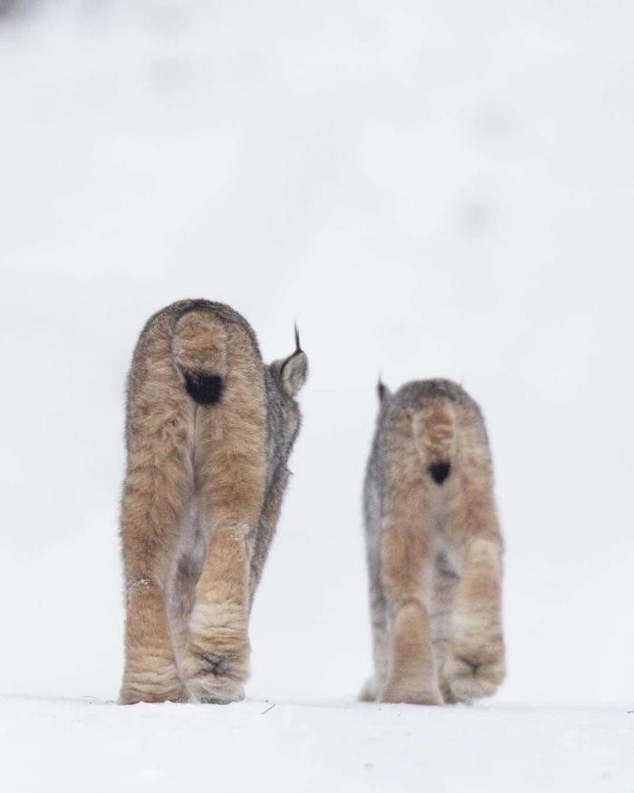 Канадская рысь - редкое животное с огромными лапами (26 фото)