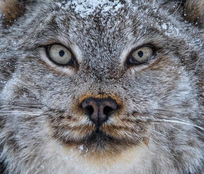 Канадская рысь - редкое животное с огромными лапами (26 фото)