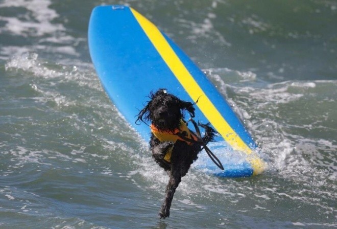 Собаки на досках для сёрфинга (2 фото)