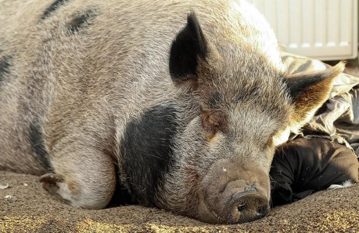Милая история о том, как мини-пиг стал огромной свиньей (7 фото)