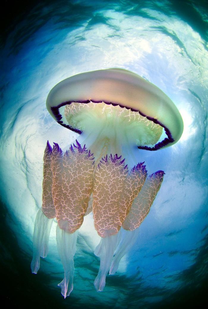 Медузы в объективе испанского фотографа (16 фото)