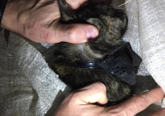 Кошка-наркокурьер была поймана с полным ошейником гашиша (2 фото)