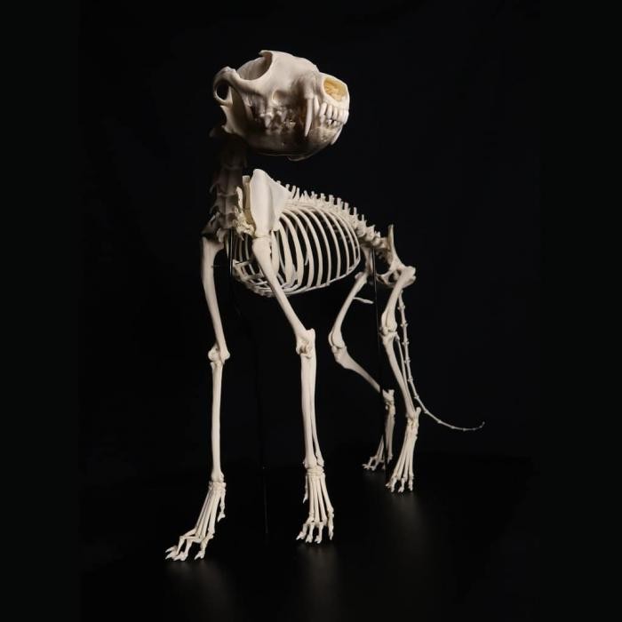 Остеологи из Франции публикуют в Instagram фото скелетов (13 фото)