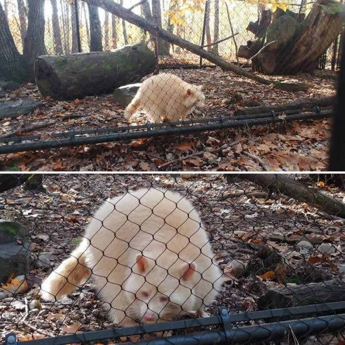 Животные-альбиносы, которые удивят вас своей внешностью (18 фото)