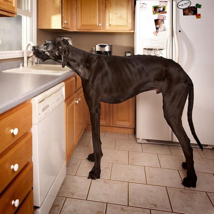 Как выглядит самая высокая собака в мире (4 фото)