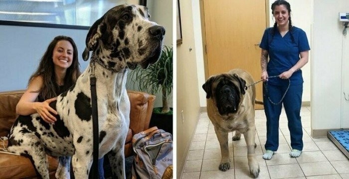 15 огромных собак, которые не подозревают о своих размерах (15 фото)