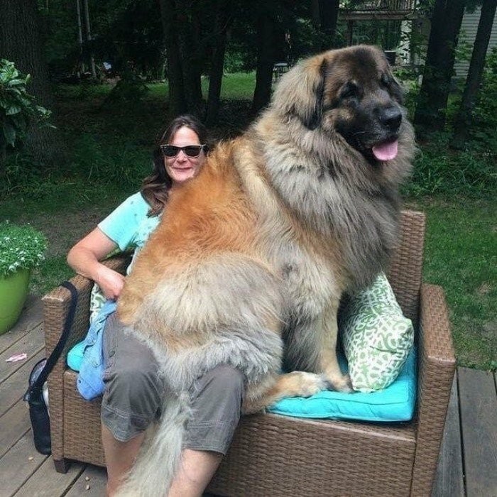 15 огромных собак, которые не подозревают о своих размерах (15 фото)