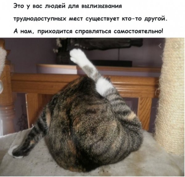 Картинки про котов (25 фото)