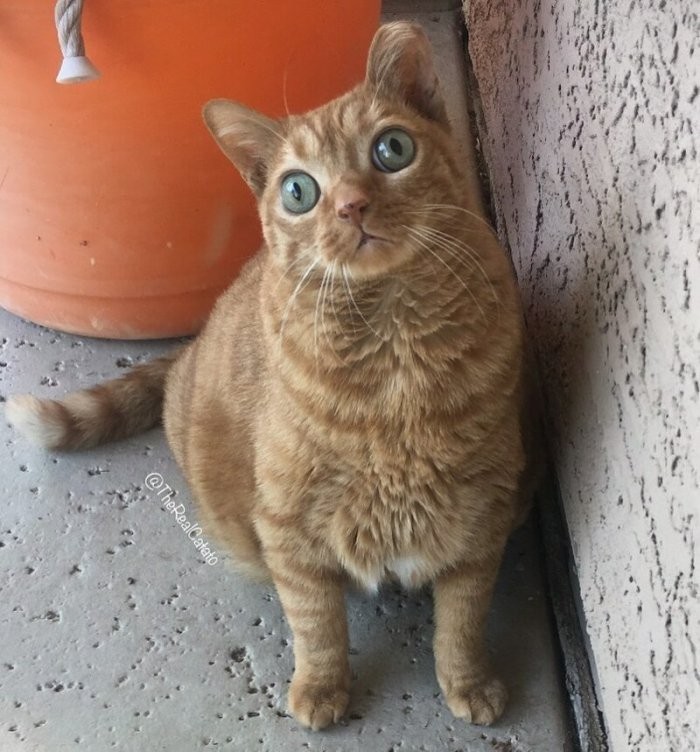 Потейто: кот, ставший звездой благодаря своим глазам (10 фото)