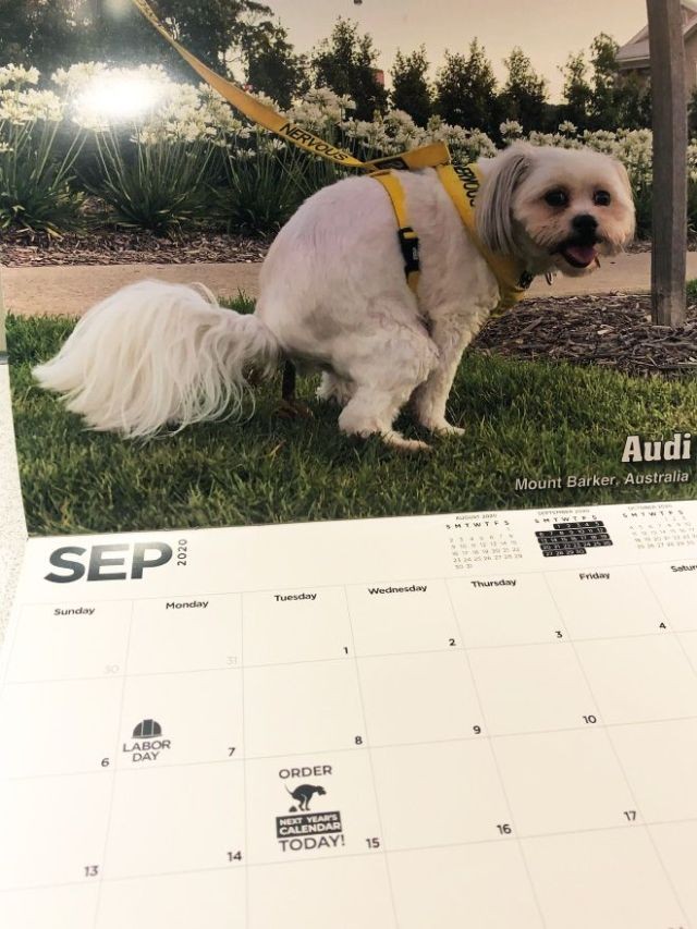Самый странный календарь с собаками, продающийся на Гавайских островах